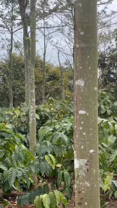 Lô rẫy 11000m² tại Thôn 1, Xã Ea Ngai, Huyện Krông Búk - Giá chỉ 5.5 tỷ!