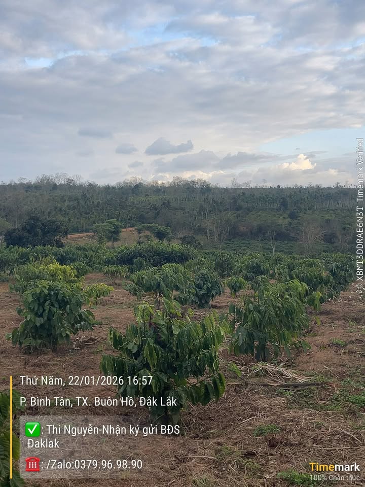 Lô rẫy 13.320m² tại Buôn Hồ - Giá chỉ 1.2 tỷ - Cơ hội đầu tư tuyệt vời!