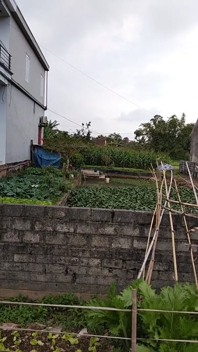 Đất thổ cư 520m² tại Đồng Tâm, Sơn Hà - Sổ hồng chính chủ, giá tốt!