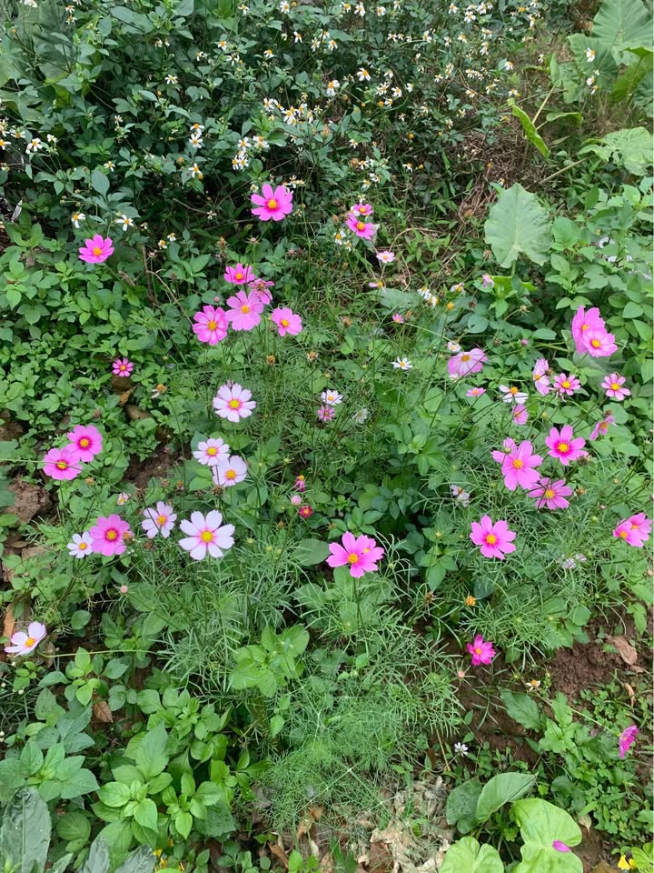 Đất nền Trần Bích San, 75m² giá 2.75 tỷ - Đường rộng thênh thang!