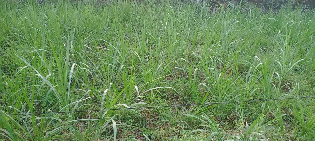 Đất thổ cư 696,6m² mặt tiền đường nhựa Kênh Xáng AB - Giá tốt 1.6 tỷ!