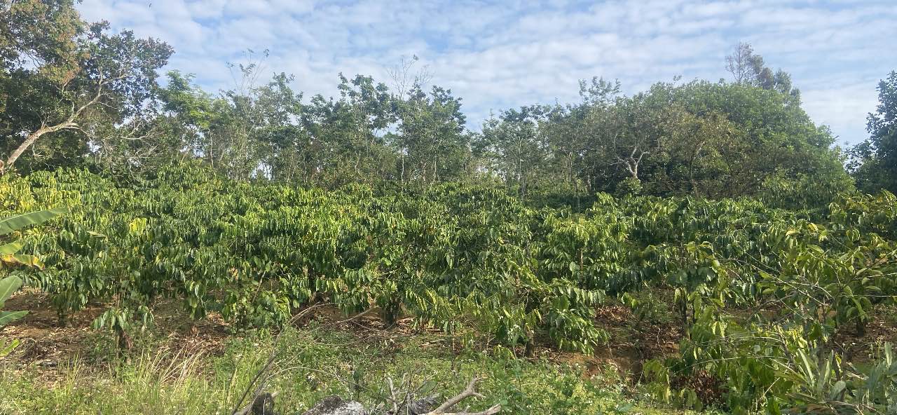 Farm 1.1ha tại Tân Bình, Đăk R'Moan giá 2.8 tỷ - Cơ hội đầu tư tuyệt vời!