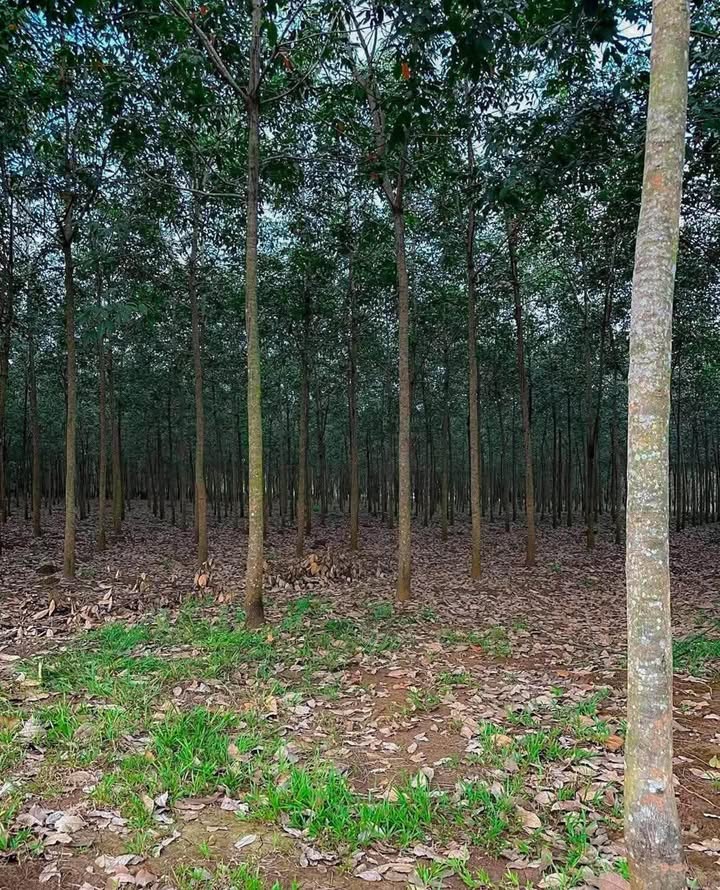 Đất Farm 14.000m² tại Hớn Quản, Bình Phước giá chỉ 2 tỷ - Cơ hội đầu tư tuyệt vời!