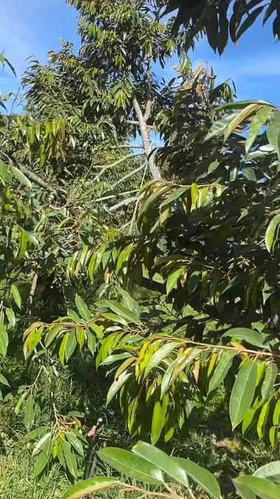 Farm sầu riêng 2ha tại Lộc Điền, Phú Lộc - Đầu tư sinh lời chỉ 4.6 tỷ!