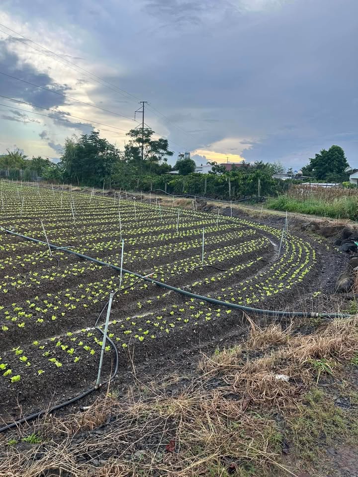 Đất nền xã Ninh Gia, Đức Trọng, Lâm Đồng 3000m² giá 2.8 tỷ - Tiềm năng sinh lời cao!