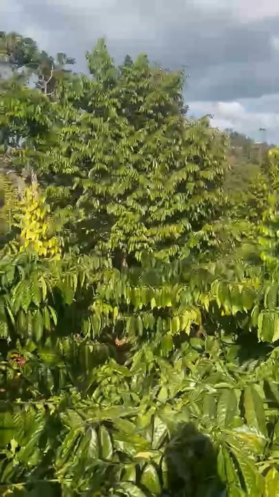 Đất Farm Đắk Lao 5000m² giá 2.4 tỷ - Tiềm năng sinh lời cao!