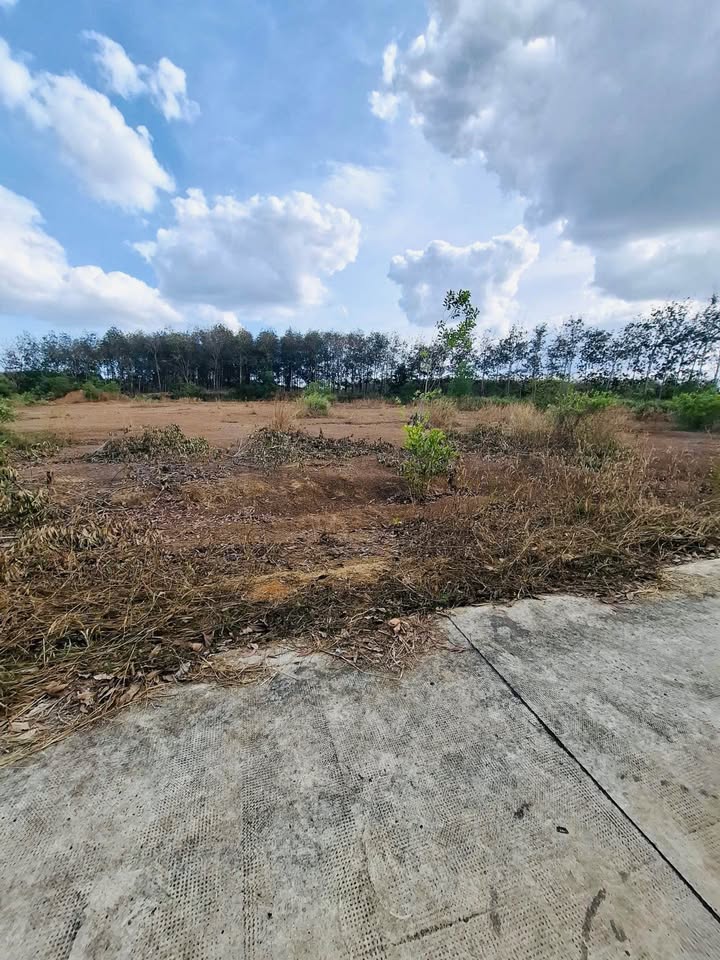 Đất nền 1 sào đường bê tông Tiến Thành - Giá chỉ 300 triệu - Cơ hội đầu tư tuyệt vời!