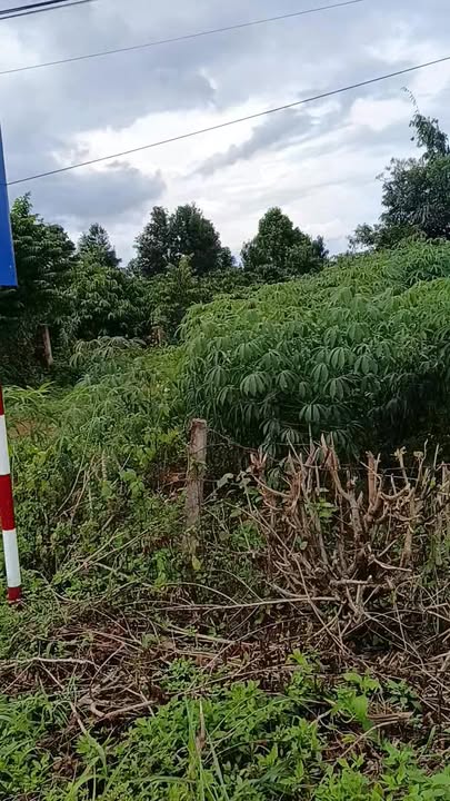 Đất nền 270m² tại Ia Băng, Gia Lai - Gần trung tâm dân cư đông đúc!