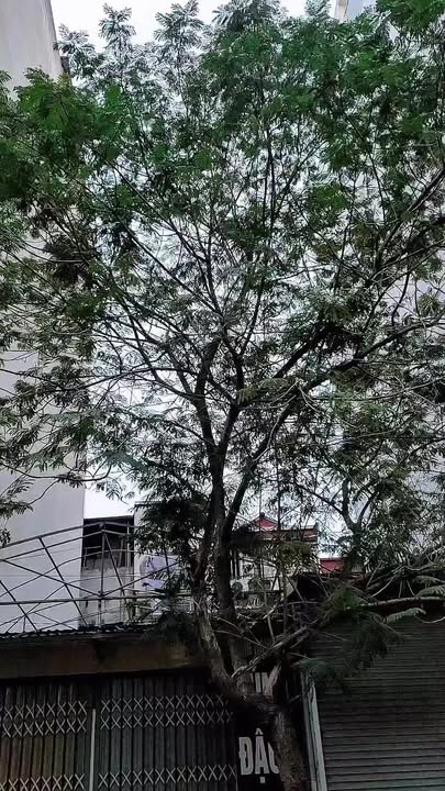 Đất đấu giá Vạn Phúc, Hà Đông, 75m² - Cơ hội đầu tư hấp dẫn!