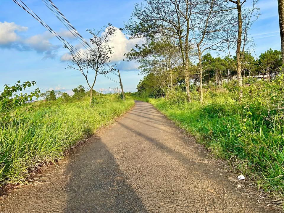 Đất nền hẻm Lý Thái Tổ Bảo Lộc 500m² giá 1.7 tỷ - Thích hợp đầu tư