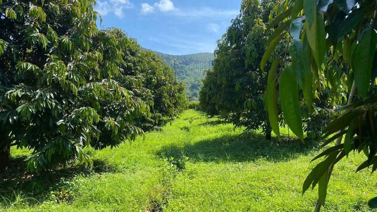 Farm Đạ Teh Lâm Đồng 3,1ha giá 11 tỷ - Tiềm năng thu hoạch vượt trội!