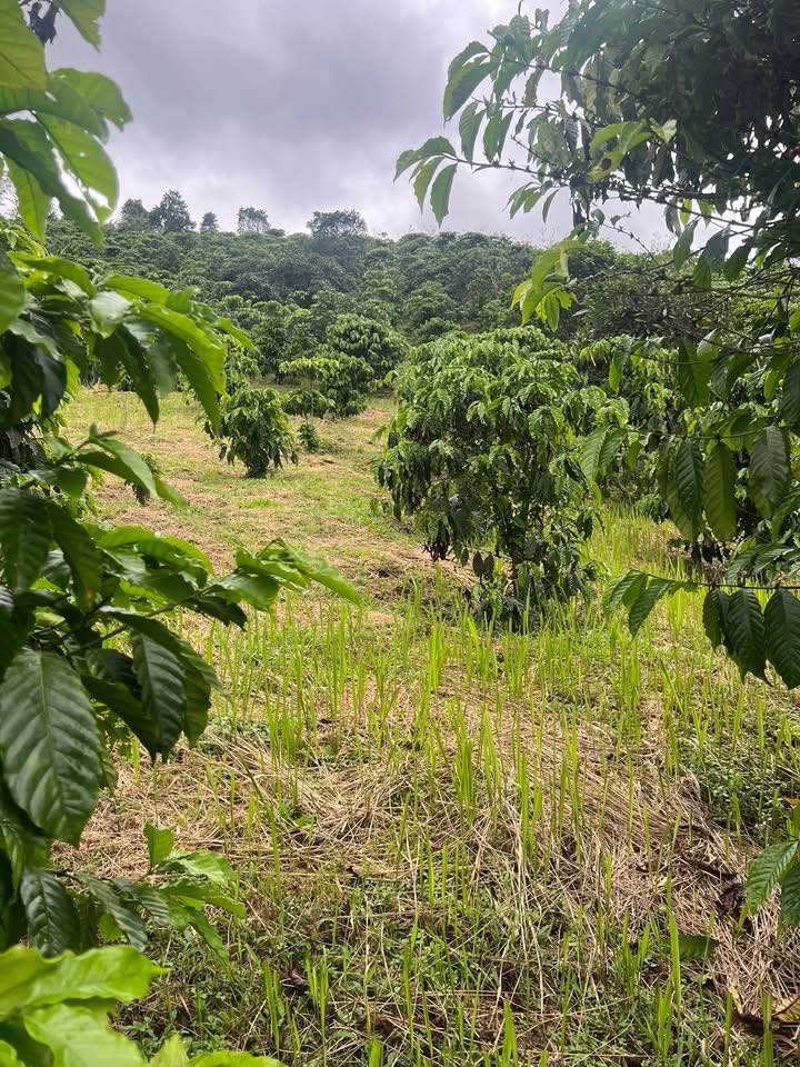 Đất thổ cư 100% tại Thanh Bình - Đam Rông 10.000m² giá 2.6 tỷ - Đầu tư sinh lời!