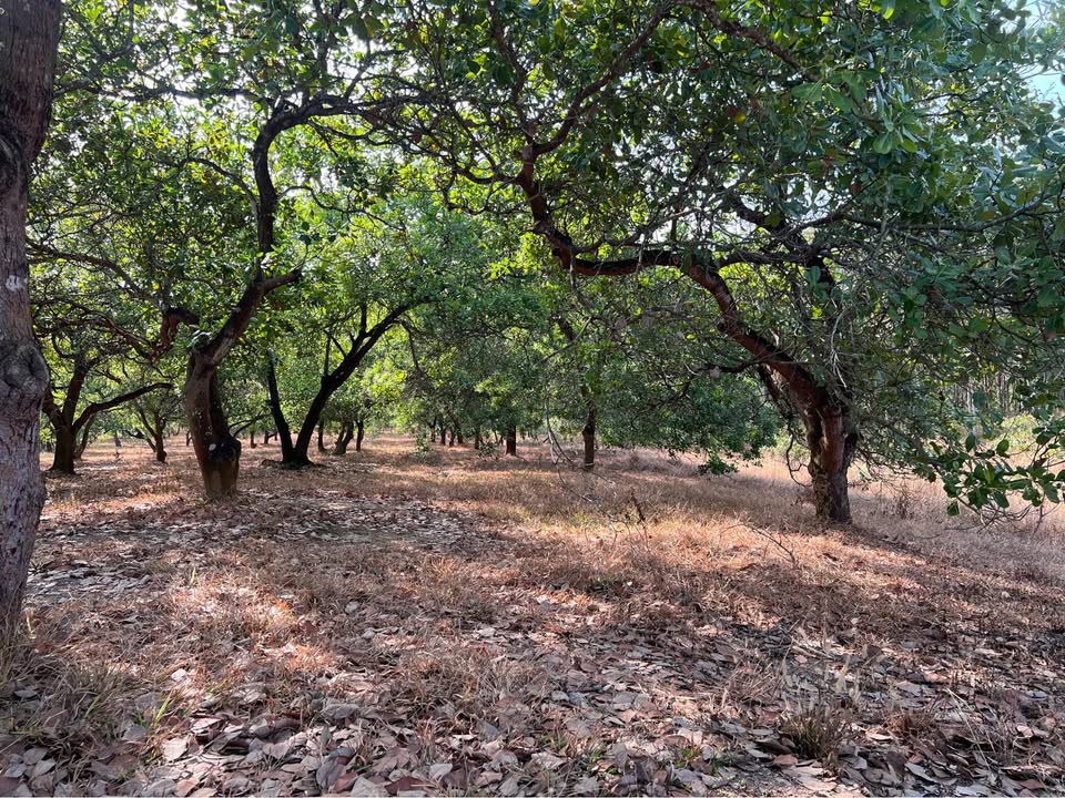 Đất nông nghiệp 1ha tại Đồng Tiến, Đồng Phú, giá 1.35 tỷ - Sổ đỏ chính chủ!