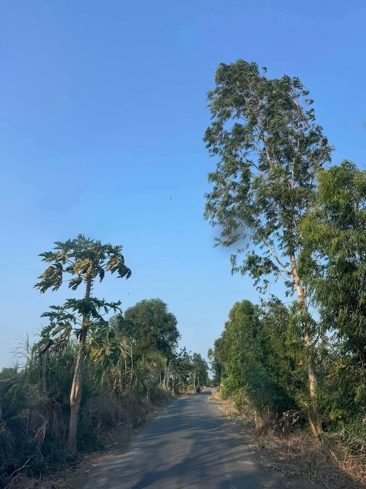 Đất nền kho xưởng 5000m² tại Gia Thuận, Gò Công Đông - Giá chỉ 7 tỷ thương lượng!