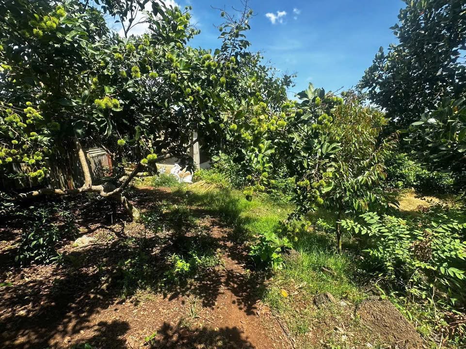 Farm vườn trái cây 360m² tại Trảng Bom giá 1.3 tỷ - Đầu tư sinh lời!