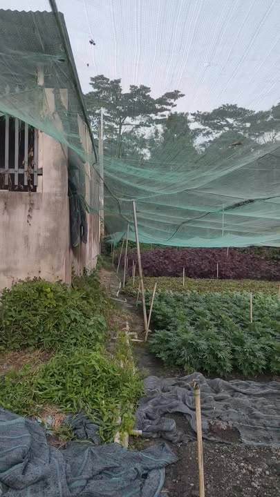 Đất Biệt Thự kp4 Trảng Dài Biên Hòa 391.88m² giá 3.1 tỷ - Sổ hồng chính chủ!