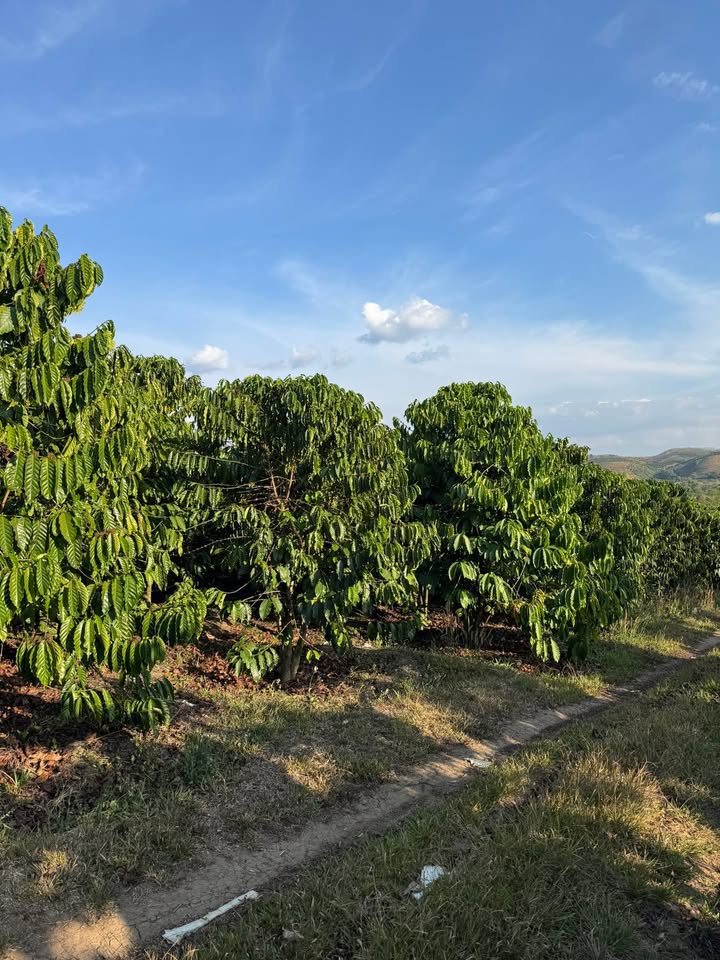 Farm 5ha tại Xã Sa Loong, Huyện Ngọc Hồi, Kon Tum - Cơ hội đầu tư sinh lời!