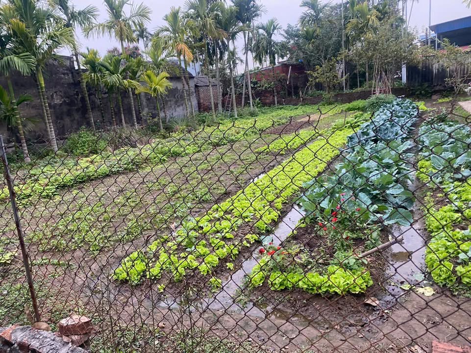 Đất nền Huyện Tiên Lãng 260m² giá thỏa thuận - Đầu tư sinh lời tại khu công nghiệp!