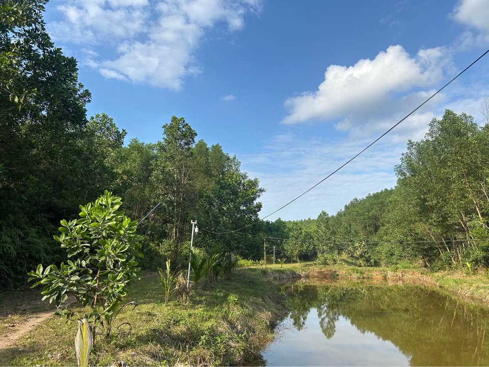 Farm vườn Hòa Ninh 2850m² giá 2 tỷ - View suối đẹp dưới chân Bà Nà Hill!