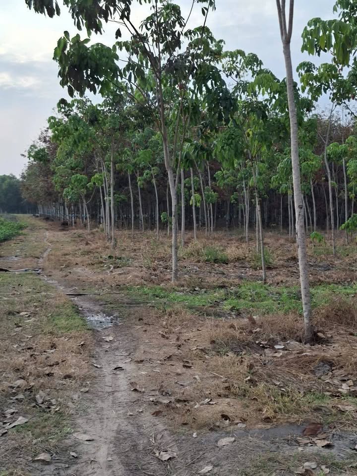 Đất Farm 20.000m² tại Xã Tân Hội, Huyện Tân Châu - Giá chỉ 2 tỷ VND