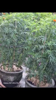 Đất Farm Vĩnh Hòa 10.000m² giá 1 tỷ - Mặt tiền đường nhựa!