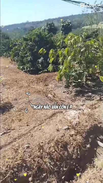 Farm 9 sào Ea Tam, Krông Năng giá 2.75 tỷ - Nhà nhỏ, hai mặt đường bê tông!