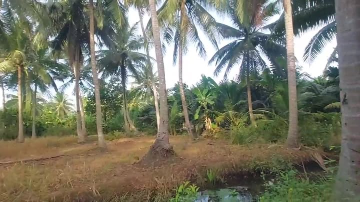 Đất vườn 2.000m² tại Tân Thạch, Châu Thành - Giá chỉ 1.8 tỷ, đầu tư sinh lời!