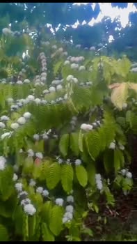 Đất rẫy 3ha tại Bình Tân - Đã có 1.200 cây cà phê, giá 3.7 tỷ - Sổ sách đầy đủ!