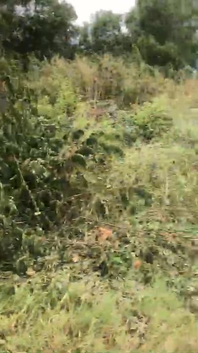 Đất vườn 2100m² xã Bình Chánh, TP.HCM giá chỉ 6.3 tỷ - Gần cao tốc!