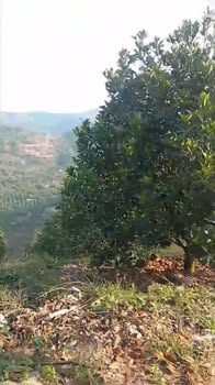 Đất nông nghiệp Thôn 10, Xã Đa Kai, 3 mẫu - Giá thương lượng hấp dẫn!