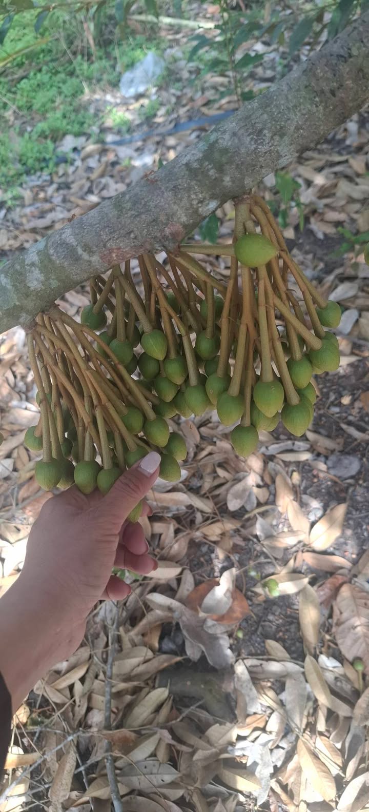 Đất vườn 68.000m² tại Ấp 5, Xã Trà Vong, Tân Biên - Giá chỉ 500 triệu