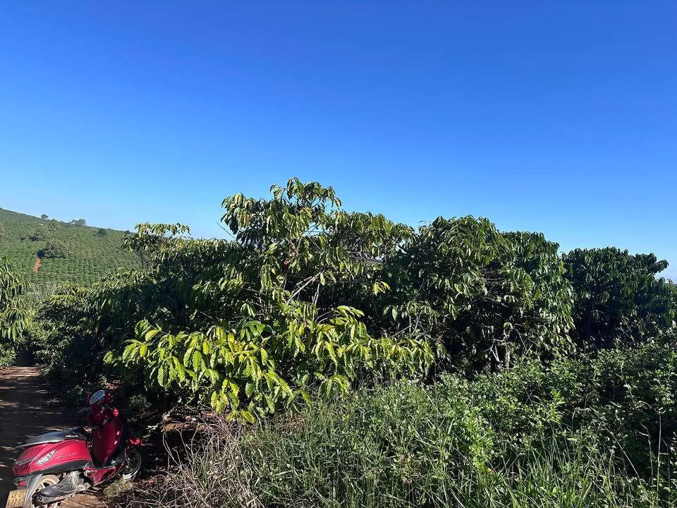 Đất Farm 2,2 Sào Tại Tân Châu, An Giang Giá 950 Triệu - Pháp Lý Rõ Ràng