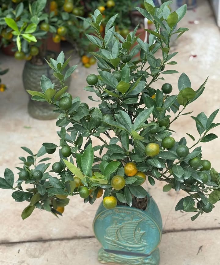 Căn hộ chung cư Athena Nam Từ Liêm 67m² giá 4 tỷ - Thiết kế thông minh, sẵn sàng sở hữu!