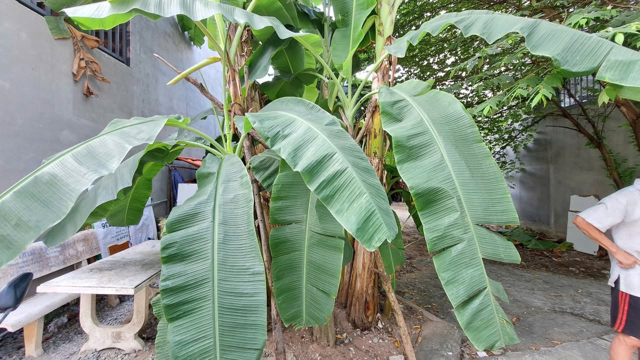 Đất nền 72m² Võ Văn Hát, Thủ Đức - Giá chỉ 4 tỷ, đầu tư sinh lời!