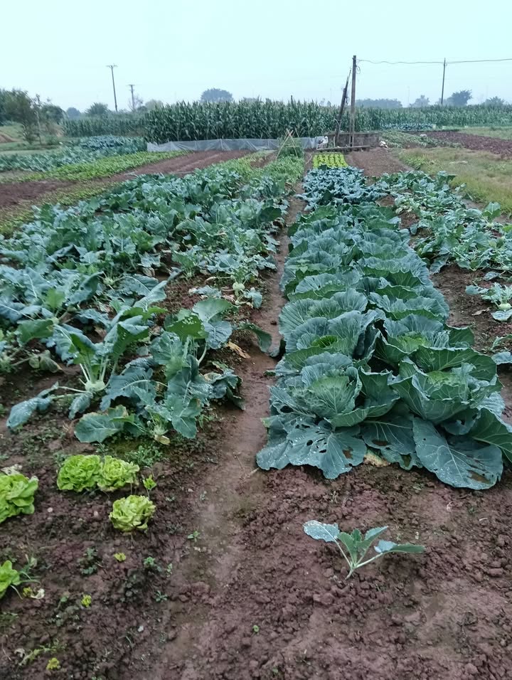 Đất nền thôn 5, xã Phù Vân, 80m² giá 1.8 tỷ - Đường lớn ô tô tránh nhau!