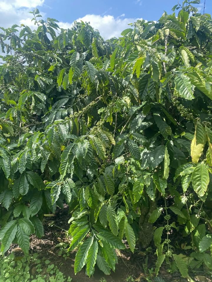 Đất nền xã Tân Văn, huyện Lâm Hà 80m² giá 4.2 tỷ - Pháp lý rõ ràng, vị trí đẹp!