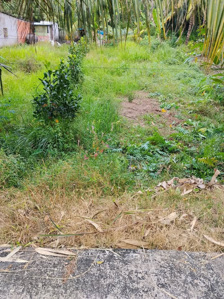 Đất nền Tân Long Hội 210m² giá chỉ 220 triệu - Sổ hồng sẵn!