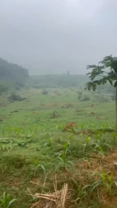 Đất trang trại 24ha tại Lạc Thủy, Hòa Bình giá 18 tỷ - Tiềm năng đầu tư lớn!