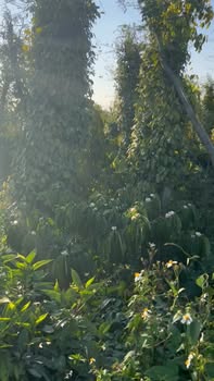 Farm đất Phú Xuân 3, Huyện Krông Năng 1,3ha giá 1,259 tỷ - Đầu tư sinh lời cao!