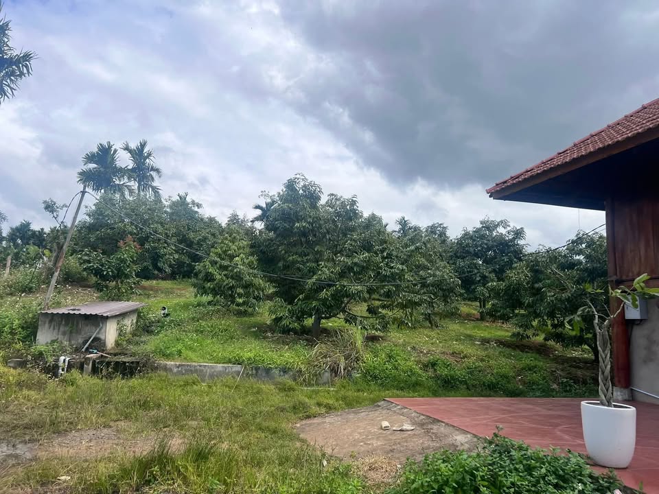 Farm đất 10,000m² tại Xã Ea Hồ - Giá 3 tỷ - Phù hợp cho vợ chồng trẻ!