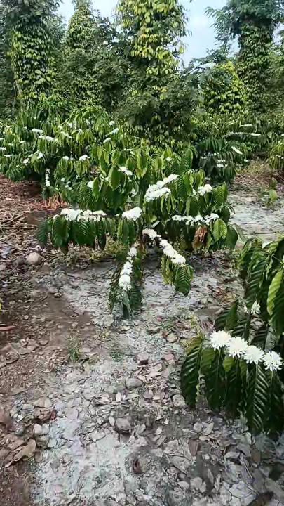 Đất nền 2160m² tại xã Nam Xuân, Đắk Nông giá chỉ 1.2 tỷ - Đầu tư sinh lời ngay!