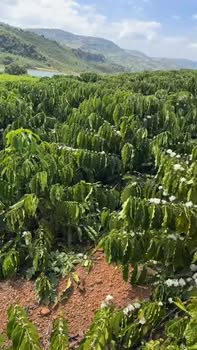 Đất Farm 16.000m² tại Liên Hà, Lâm Hà giá 5.6 tỷ - Cơ hội đầu tư tuyệt vời!