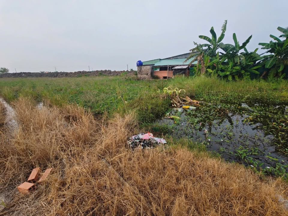 Đất lúa Khu phố Bình Lợi, Huyện Tân Trụ 1000m² giá 850 triệu - Cơ hội đầu tư tuyệt vời!