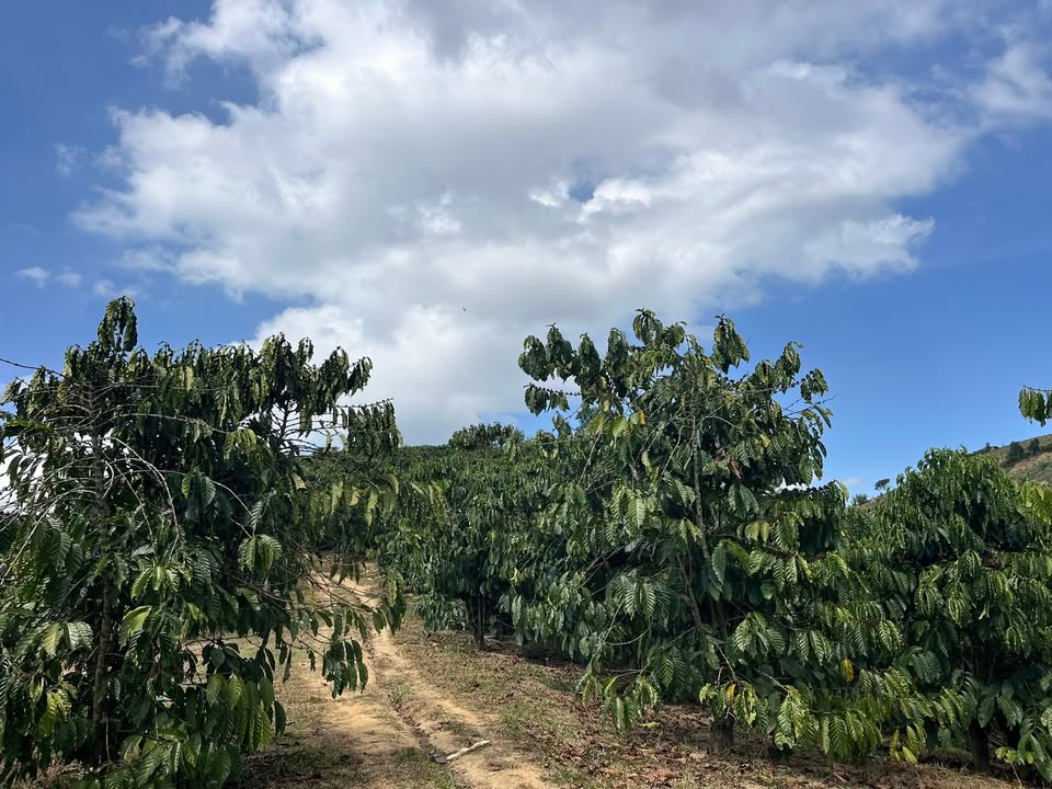 Đất Tân Thành Đức Trọng 10.000m² giá thỏa thuận - Sổ đỏ chính chủ, view sông tuyệt đẹp!