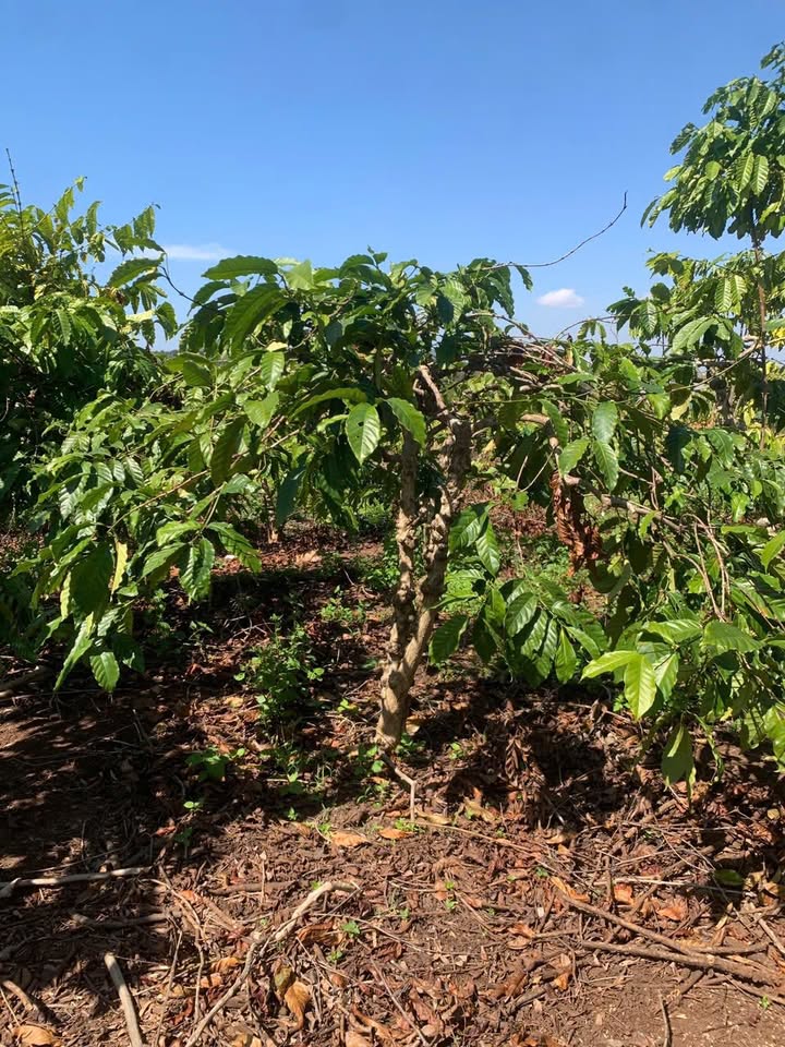 Đất nông nghiệp 1,3ha tại xã Ea H'leo, Đắk Lắk - Giá chỉ 2 tỷ