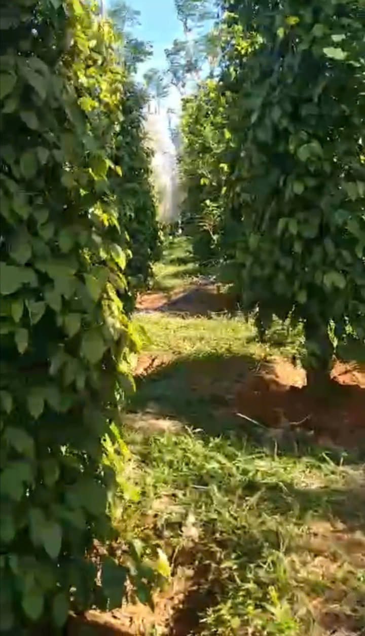 Đất nông nghiệp 8ha tại Đăk Đoa, Gia Lai giá chỉ 2.2 tỷ - Cơ hội đầu tư hấp dẫn!