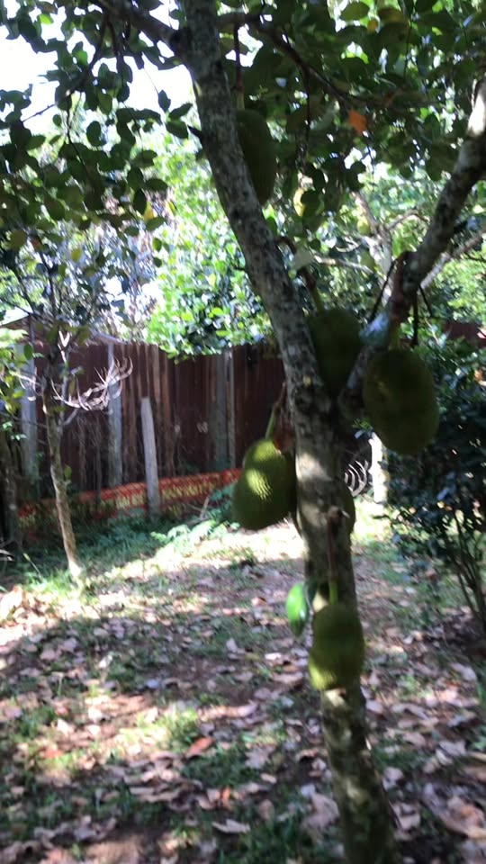 Farm 1 sào mít Thái Phường Xuân Lập 360m² giá chỉ 1.6 tỷ - Cơ hội đầu tư tuyệt vời!