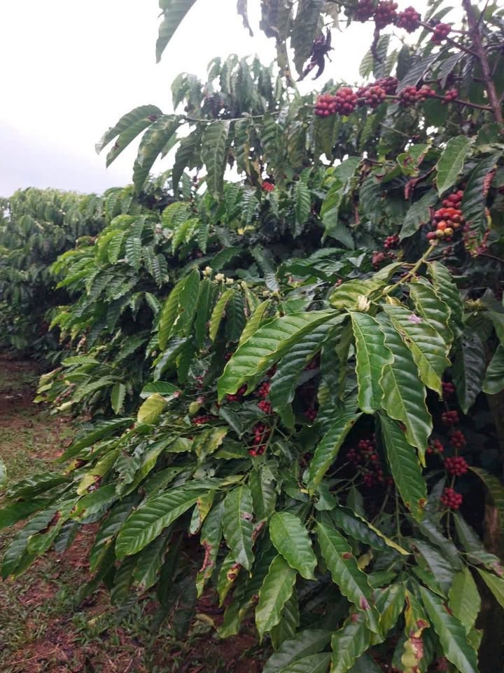 Đất nền xã Hòa Bình, Chợ Mới 20.000m² giá 1.75 tỷ - Cơ hội đầu tư hấp dẫn!