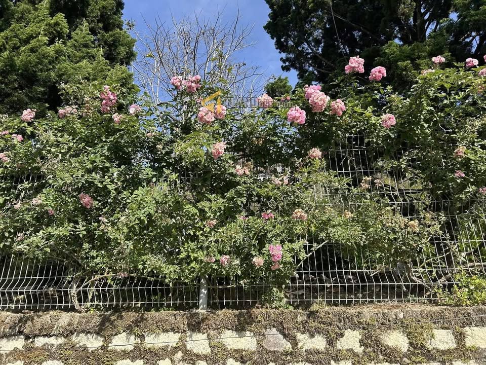 Đất mặt tiền đường Trần Khánh Dư, Đà Lạt 250m² giá 17.5 tỷ - Tiềm năng đầu tư lớn!