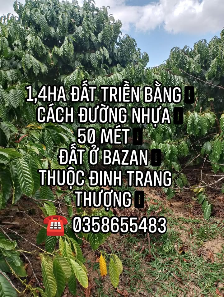 Đất nền 1,4ha đường nhựa 50m tại Đinh Trang Thượng, Di Linh - Giá chỉ 1,2 tỷ!
